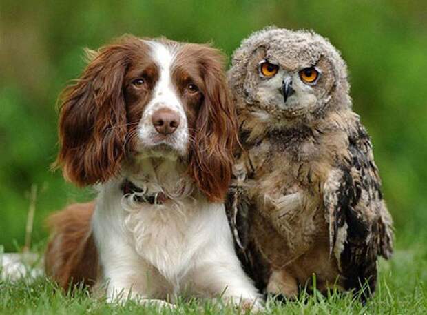 1357981447_35-animal-16 (700x516, 98Kb)