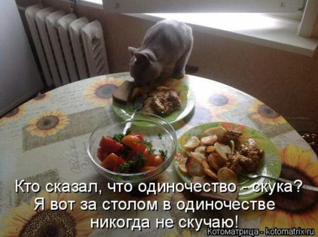 Новая котоматрица (36 фото)