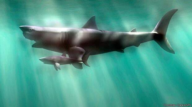 Мегалодон и большая белая акула