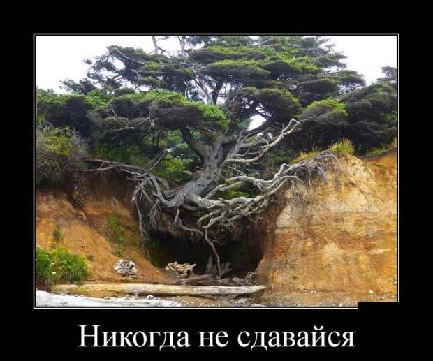 Демотиваторы (30 фото)