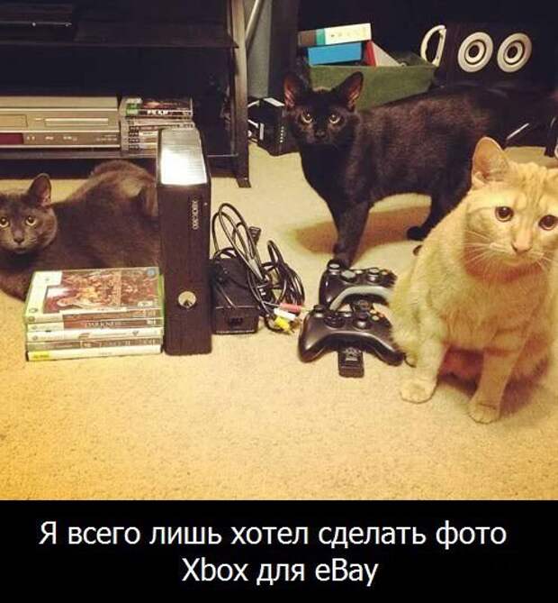Прикольные фотомемы (30 шт)