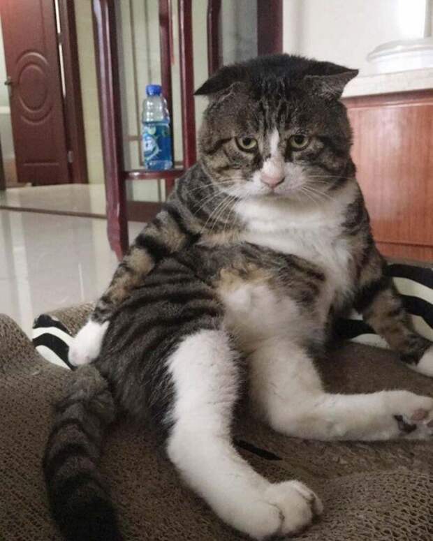 Этот эмоциональный кот просто король драмы