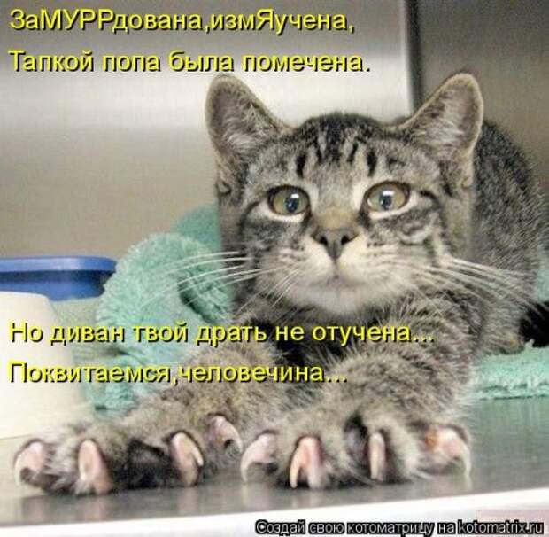 Свежая котоматрица (37 фото)