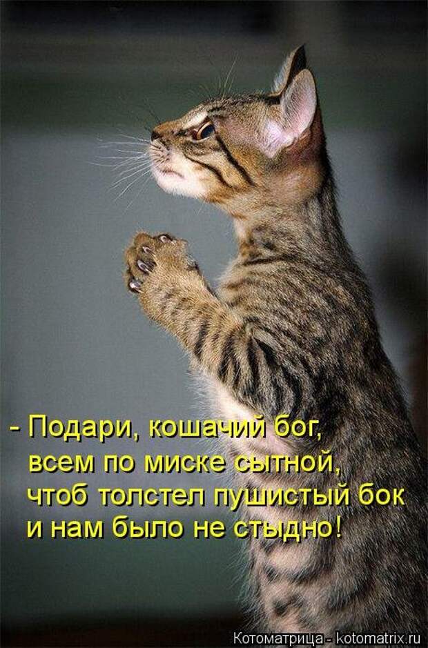Свежая прикольная котоматрица (26 фото)