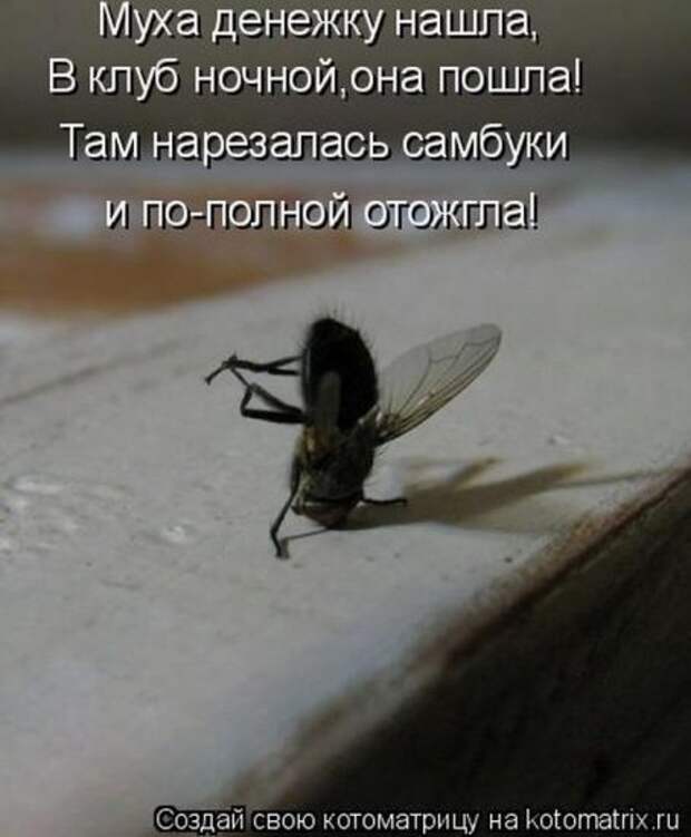 Котоматрица 26