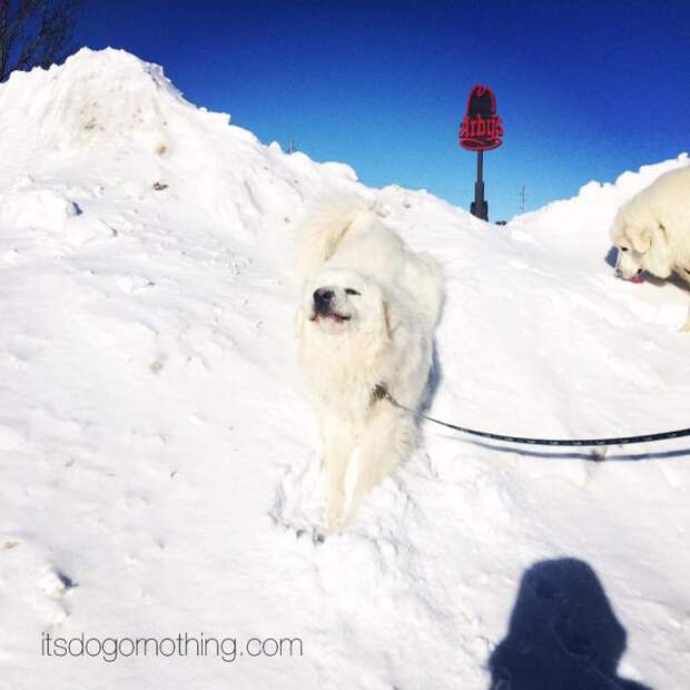 Great Pyrenees in the snow