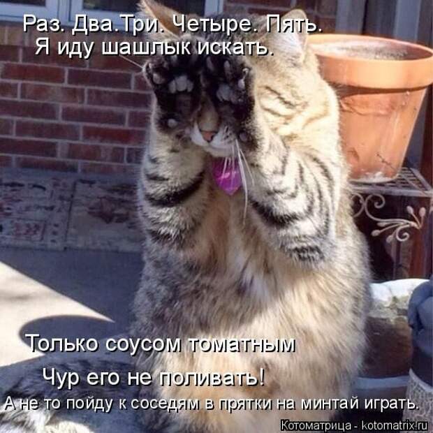 Лучшие котоматрицы недели