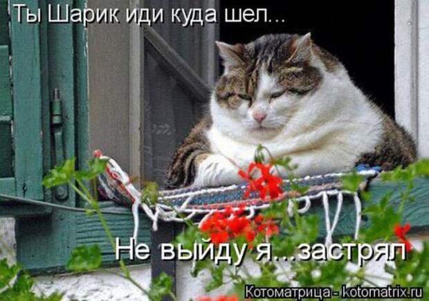 Котоматрицы(картинки с надписями)