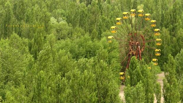 chernobyl-zahvatyvaet-priroda-eto-interesno-poznavatelno-kartinki
