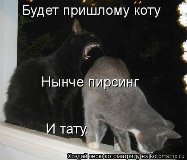 Лучшие котоматрицы недели