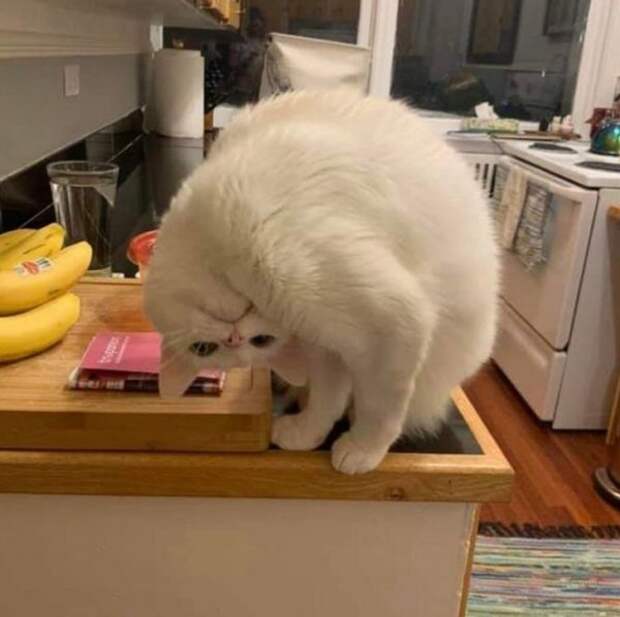 Забавные коты, у которых сбились заводские настройки