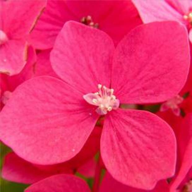 Гортензия крупнолистная (Hydrangea macrophylla)