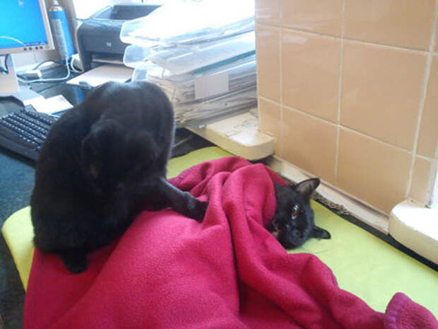 Удивительная кошка медсестра помогает ухаживать за больными животными