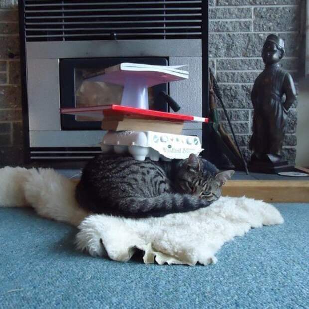 Кошки,постигшие дзен кошки, приколы, смешные кошки, юмор.