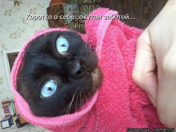 Котоматрица для хорошего настроения (35 фото)