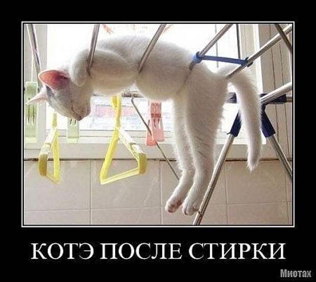 Демотиваторы про котЭ