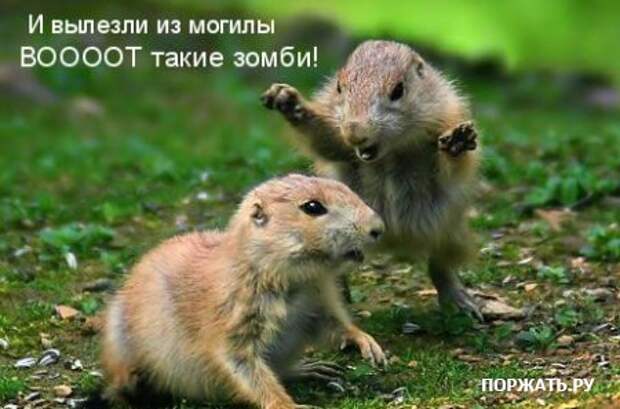 Ржачные картинки животных, смешные надписи.