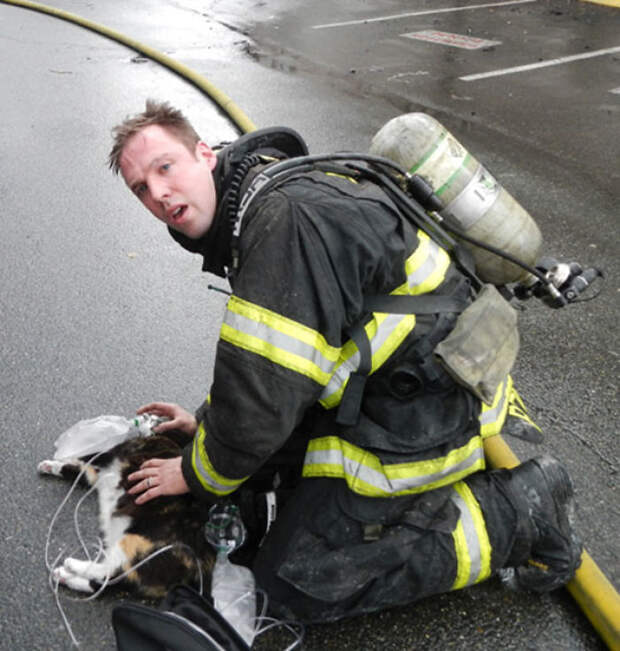 The Crew Rescued A Cat That Was Barely Breathing From Under The Bed