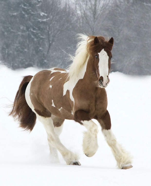 15 лошадей, от красоты которых перехватывает дыхание