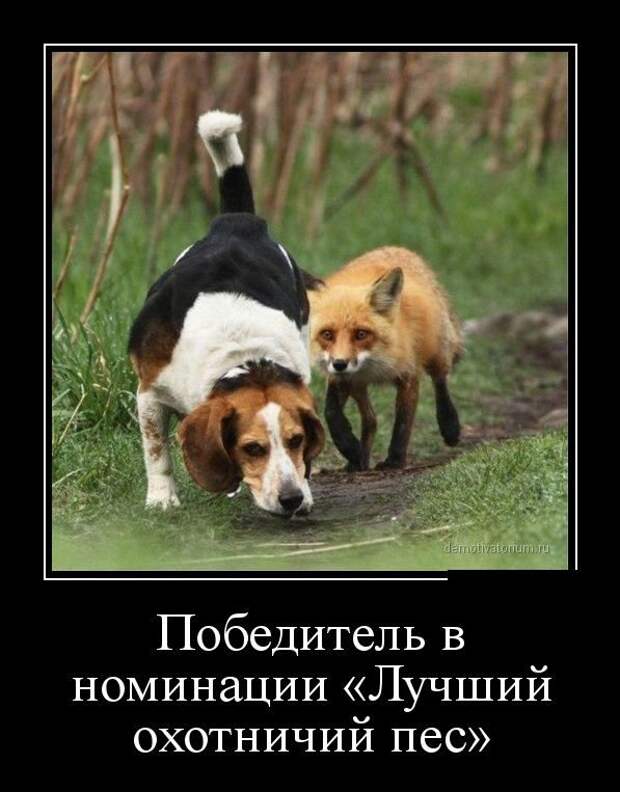 Лучшие демотиваторы дня