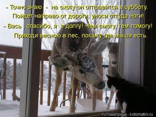 Котоматрицы(картинки с надписями)
