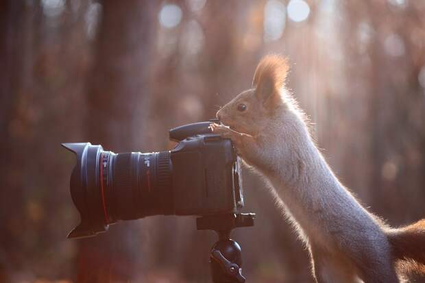 Любопытные животные и фотоаппарат животные, природа, фотоаппарат