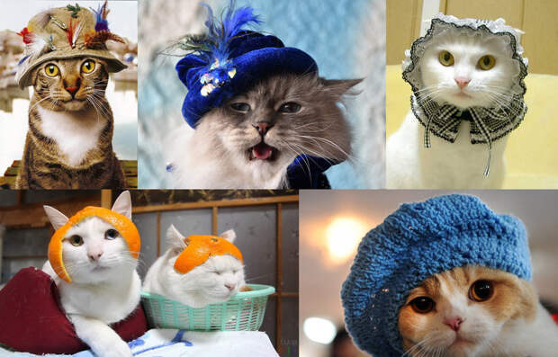 Милые котики в шляпках: Катя Осадча в досаде утирает слезы — они однозначно лучше
