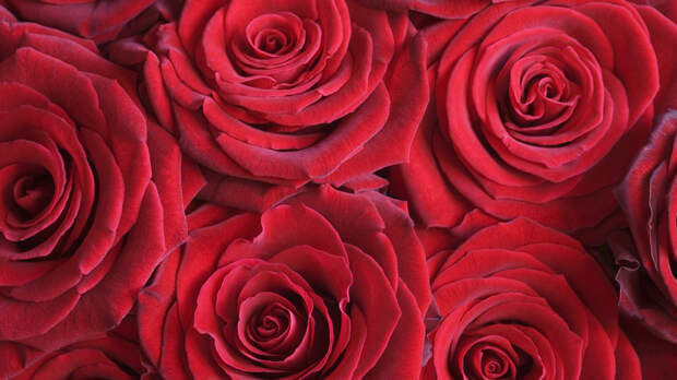 Милонов предложил наказывать за навязывание детям Дня святого Валентина