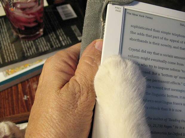 кошка мешает читать 