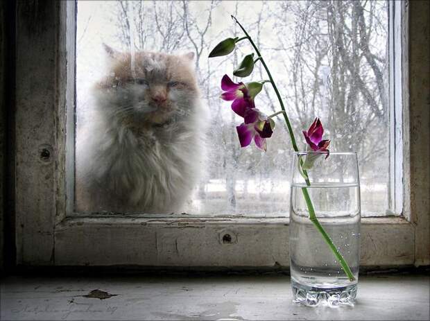 Котонатюрморты II Коты с цветами