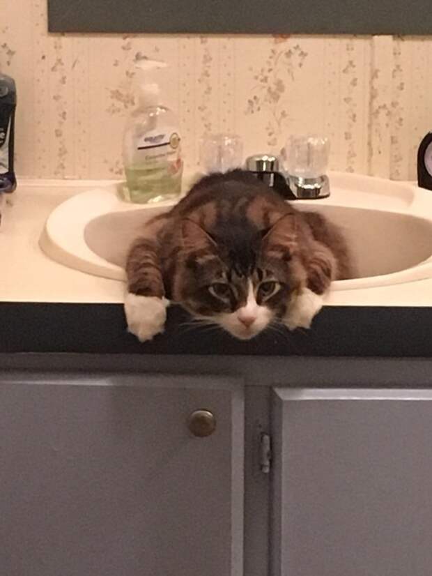 кошки которые сидят где хотят 