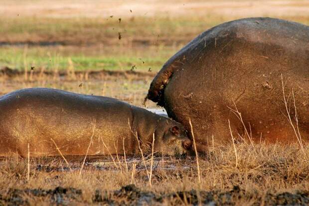 Comedy Wildlife Photo Awards 19