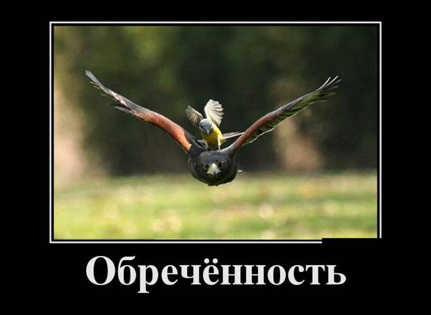 Демотиваторы  демотиваторы, прикол, смех, юмор
