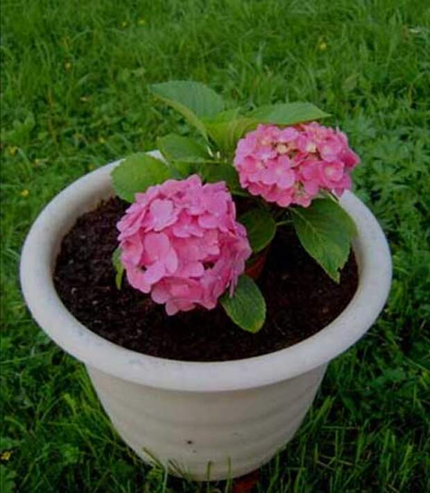 libra-plants5.jpg