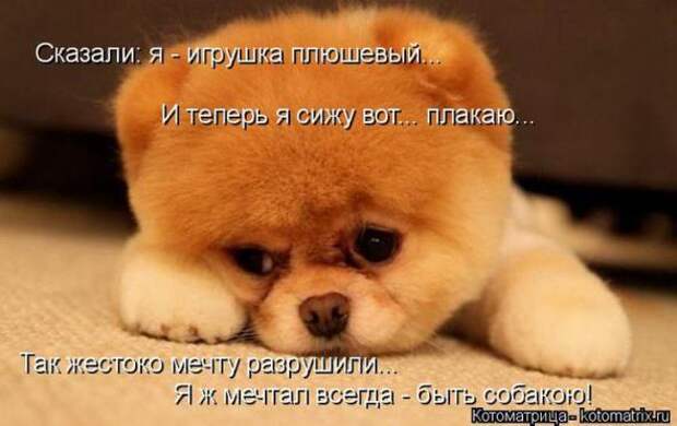 Котоматрицы(картинки с надписями)