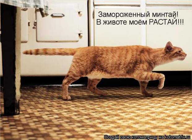 Подборка прикольных котоматриц