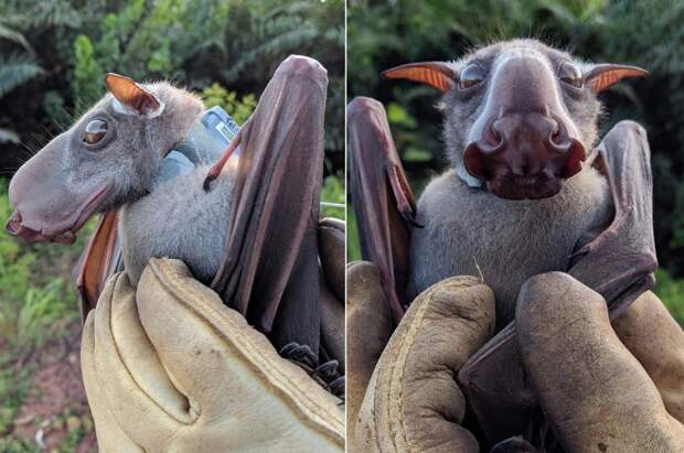 Молотоголовый крылан: Огромные летучие мыши с головами собак