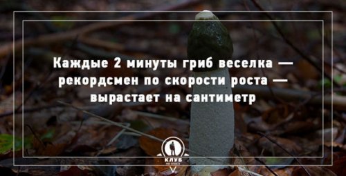 Факты про грибы, которые вы могли не знать (10 фото)