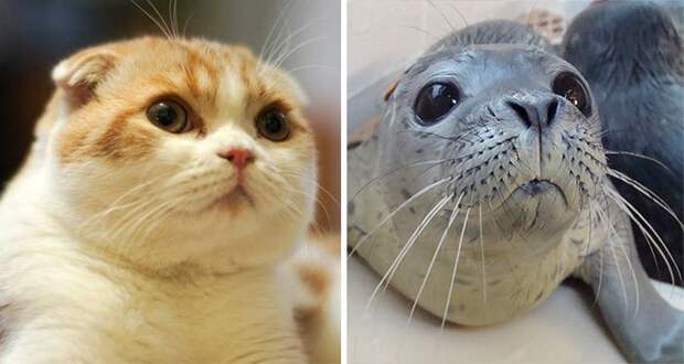 cat look like, коты похожие на знаменитостей, коты похожие на нечто другое