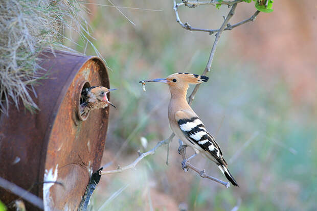 cute-bird-parents-261__700