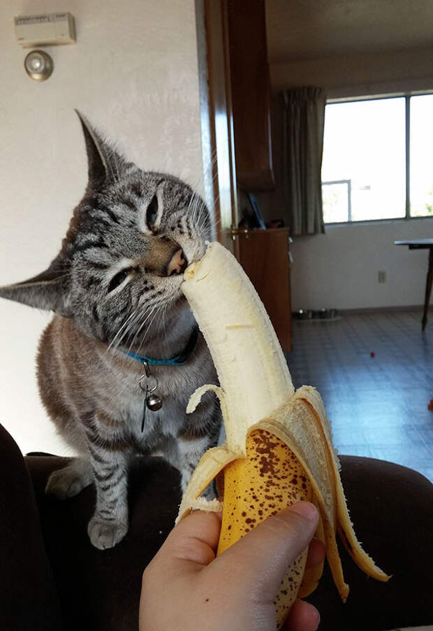 41. Кот с бананом еда, животные, позитив
