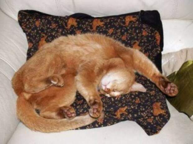 Кошки, которые могут заснуть в любой позе и в любом месте