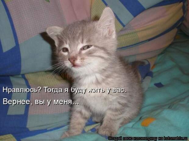 Лучшие котоматрицы недели