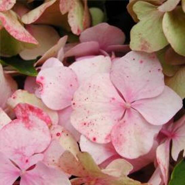 Гортензия крупнолистная (Hydrangea macrophylla)