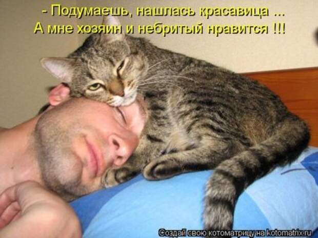 Котоматрица, прикольные коты с надписями.