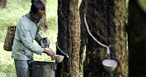 Каучуковая лихорадка, или История неудавшегося экономического чуда