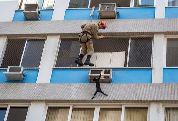 Спасателям пришлось снимать кошку-каскадера с кондиционера на шестом этаже бразилия, коты, спасатели