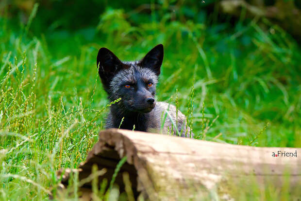 black-silver-fox-15
