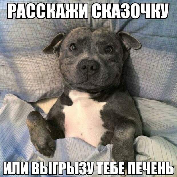 Смешные картинки с надписями прикол, юмор
