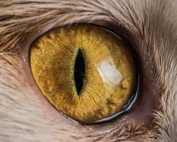 Гипнотизирующие макро фотографии глаз кошек глаза, кошка, макро
